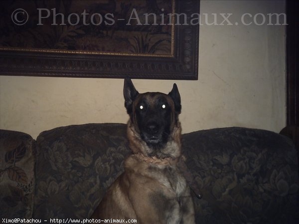 Photo de Berger belge malinois