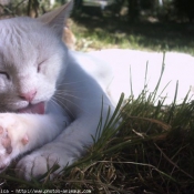 Photo de Chat domestique