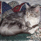 Photo de Maine coon