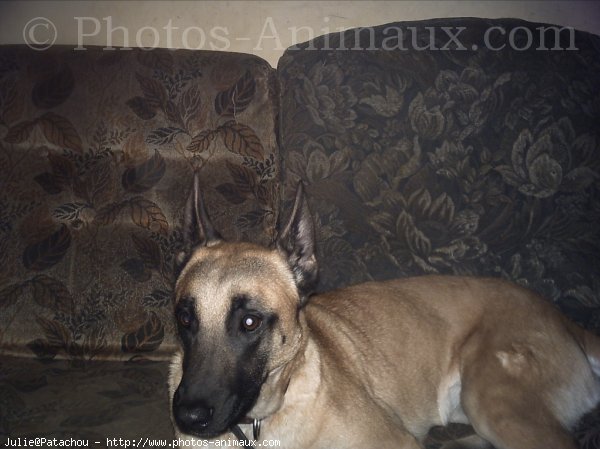 Photo de Berger belge malinois