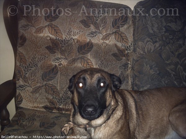 Photo de Berger belge malinois