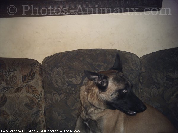 Photo de Berger belge malinois