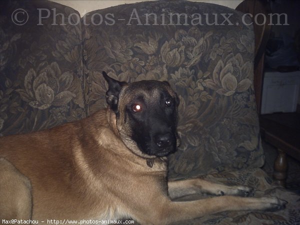 Photo de Berger belge malinois