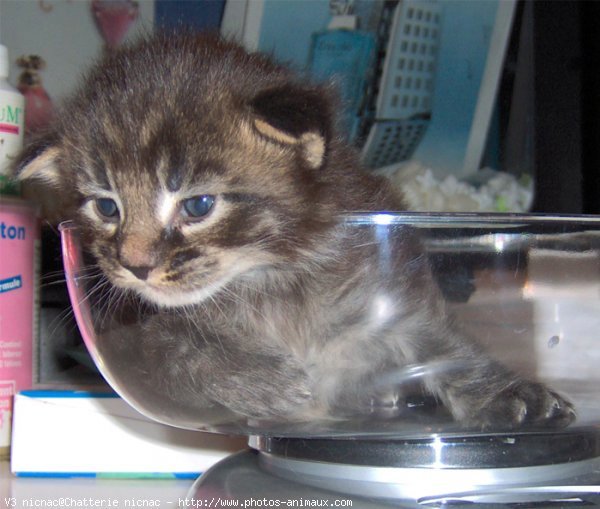 Photo de Maine coon