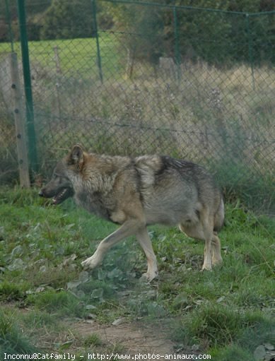 Photo de Loup