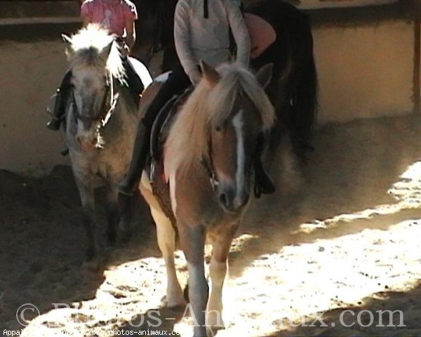 Photo de Haflinger