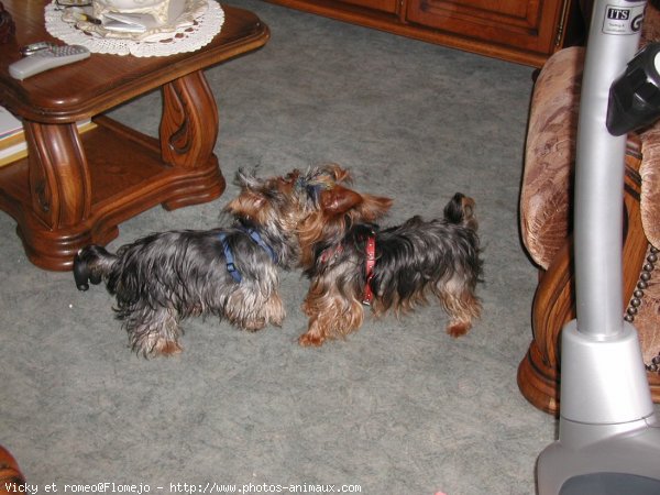 Photo de Yorkshire terrier