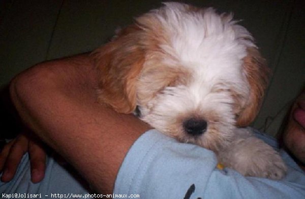 Photo de Lhassa apso