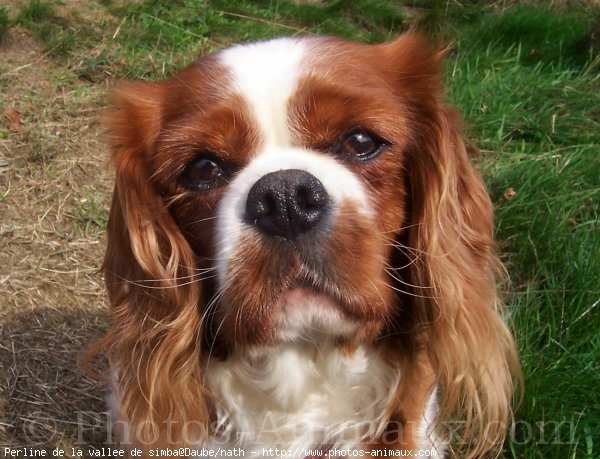 Photo de Cavalier king charles spaniel