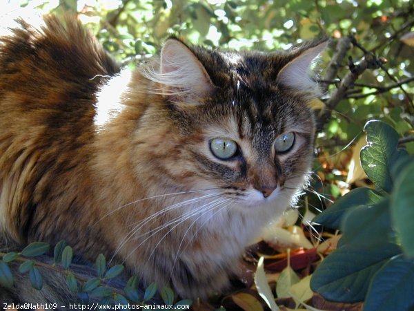 Photo de Chat domestique