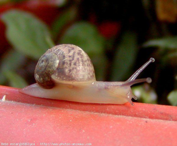 Photo D Escargot Bebe Escargot N Sur Photos Animaux Com