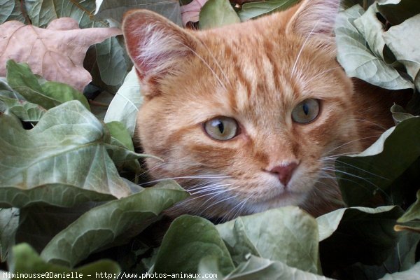 Photo de Chat domestique