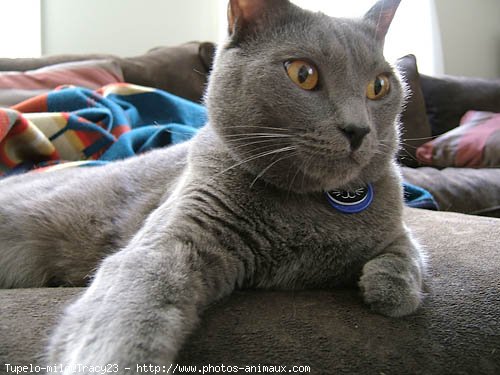 Photo de Chartreux