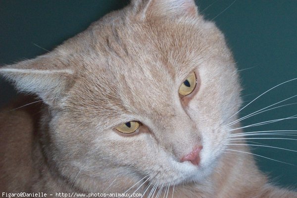 Photo de Chat domestique