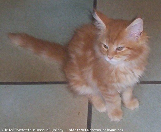 Photo de Maine coon