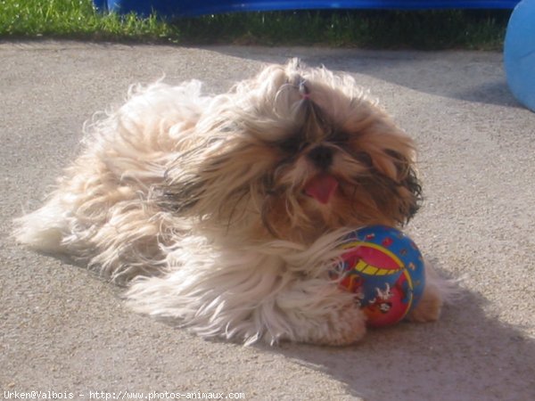 Photo de Shih tzu