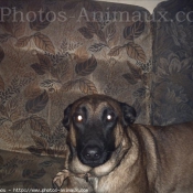 Photo de Berger belge malinois