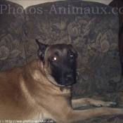 Photo de Berger belge malinois