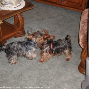 Photo de Yorkshire terrier