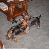 Photo de Yorkshire terrier