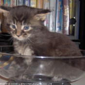 Photo de Maine coon