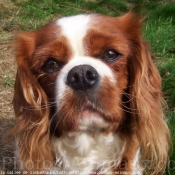 Photo de Cavalier king charles spaniel