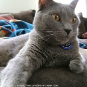 Photo de Chartreux