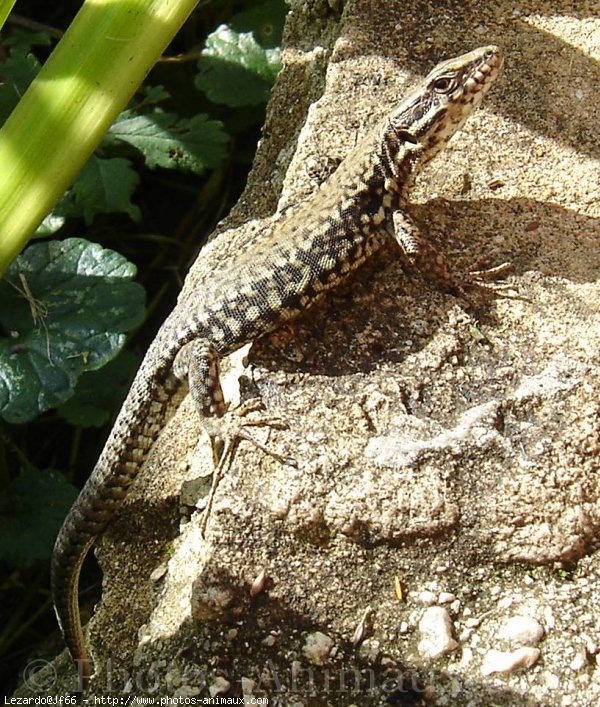 Photo de Lezard