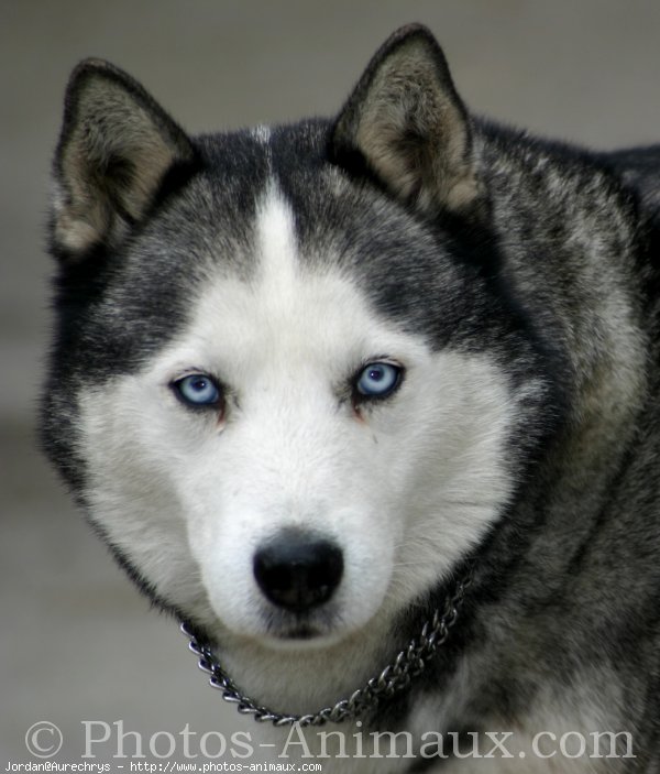 Photo de Husky siberien