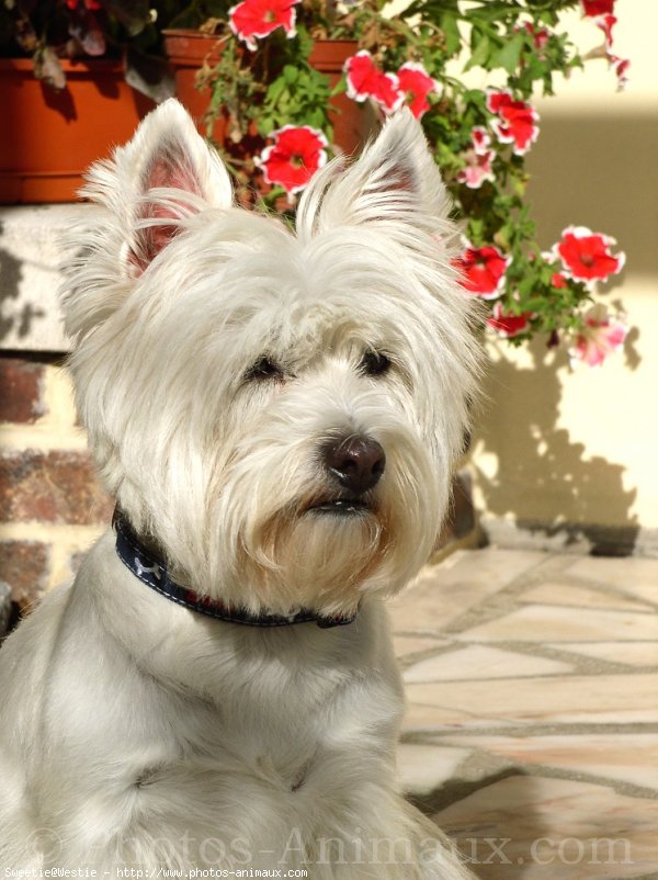 Photo de West highland white terrier