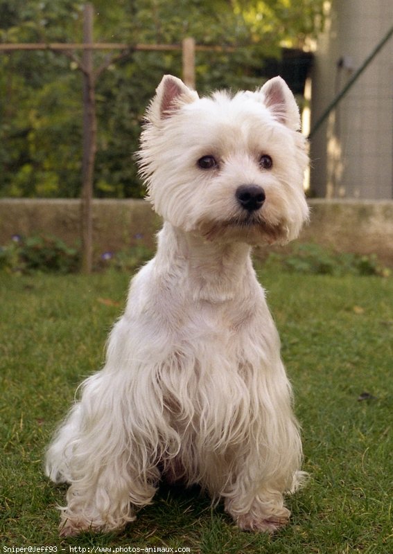 Photo de West highland white terrier