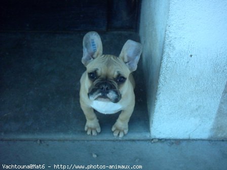 Photo de Bouledogue franais