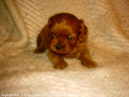 Photo de Cavalier king charles spaniel