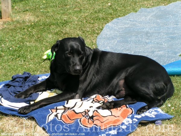 Photo de Labrador retriever