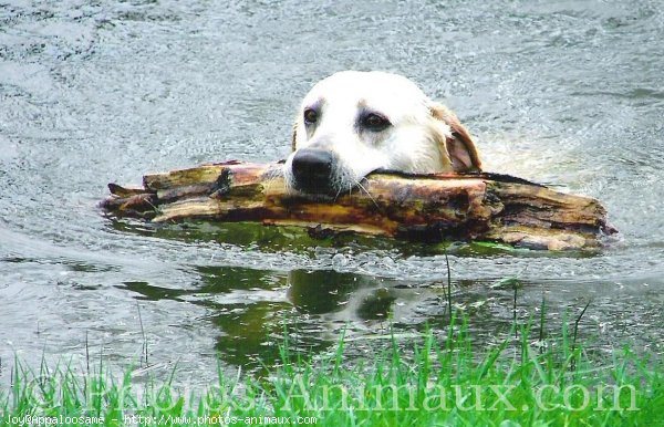 Photo de Labrador retriever