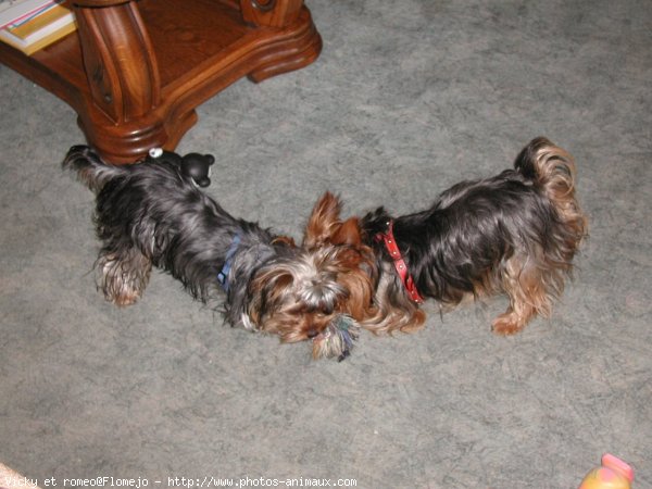 Photo de Yorkshire terrier