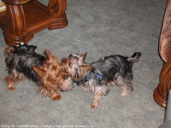 Photo de Yorkshire terrier