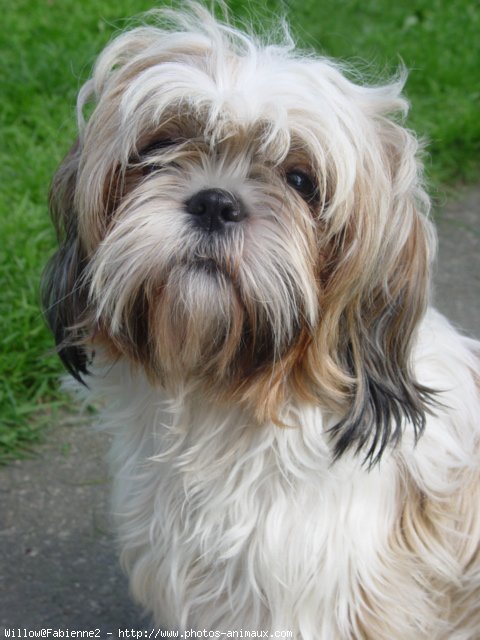 Photo de Shih tzu