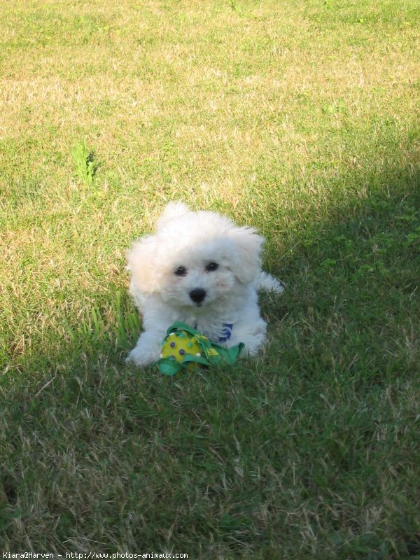 Photo de Bichon  poil fris