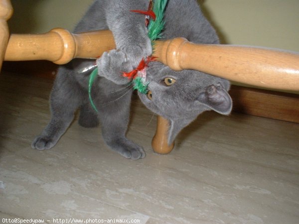 Photo de Chartreux