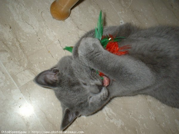 Photo de Chartreux