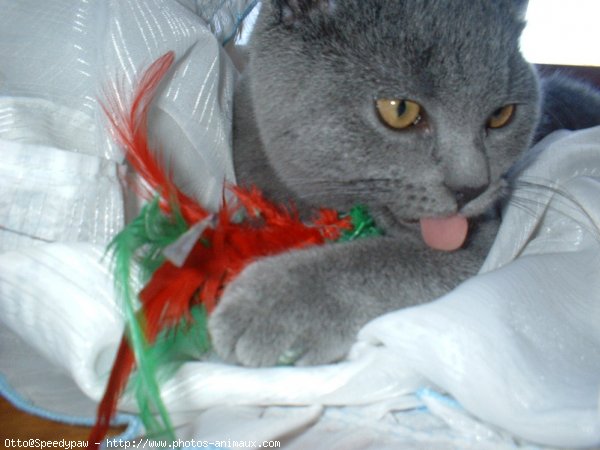 Photo de Chartreux