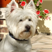 Photo de West highland white terrier