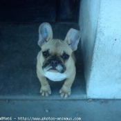 Photo de Bouledogue franais