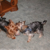 Photo de Yorkshire terrier