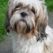 Photo de Shih tzu