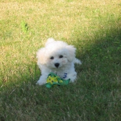 Photo de Bichon  poil fris