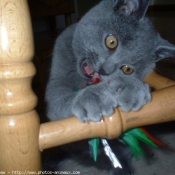 Photo de Chartreux