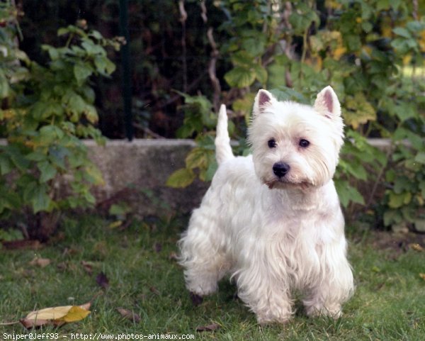 Photo de West highland white terrier