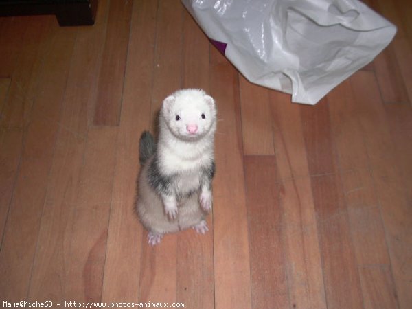 Photo de Furet